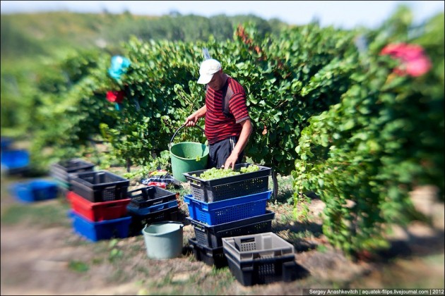 В текущем году в Сарыагашском районе ЮКО собрано около 9 тысяч тонн винограда