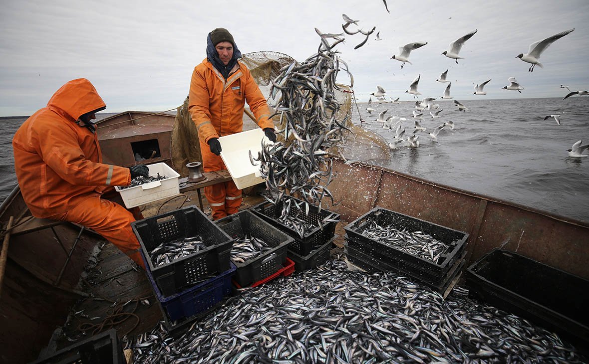 Производители допустили рост цен на рыбу из-за новых налоговых ставок