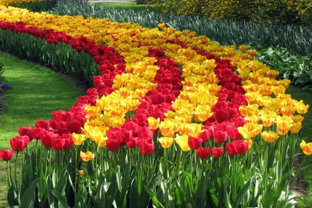 В Шымкенте высадили более миллиона тюльпанов