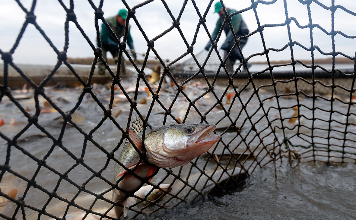 В России вслед за подорожанием лососевых выросли цены на икру щуки